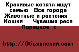 Красивые котята ищут семью - Все города Животные и растения » Кошки   . Чувашия респ.,Порецкое. с.